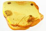 Large Fossil Assassin Spider (Archaeidae) In Baltic Amber - Rare! #328115-1